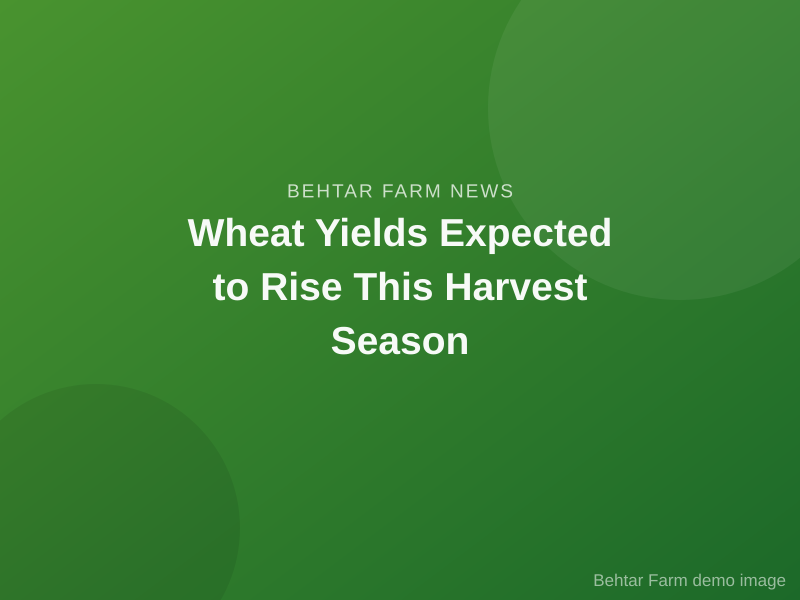 Wheat Yields Expected to Rise This Harvest Season