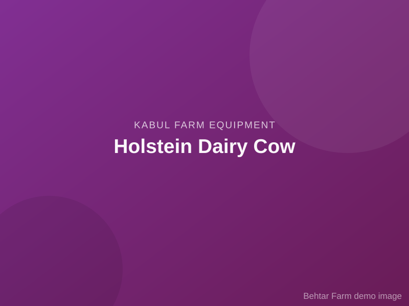 Holstein Dairy Cow