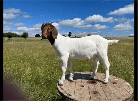 Boer Goat