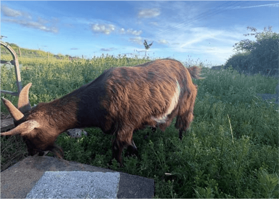 Pygmy Goat