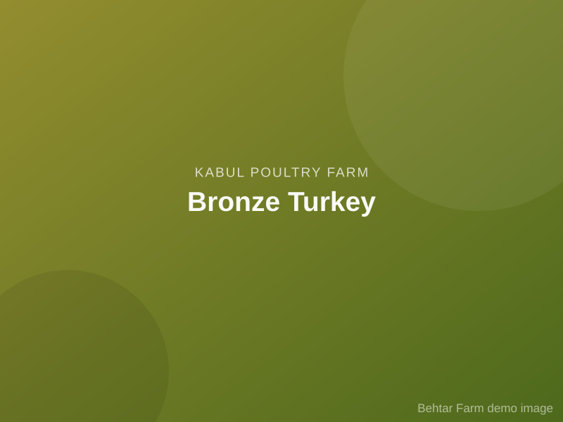 Bronze Turkey