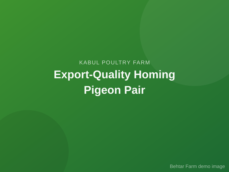 Export-Quality Homing Pigeon Pair