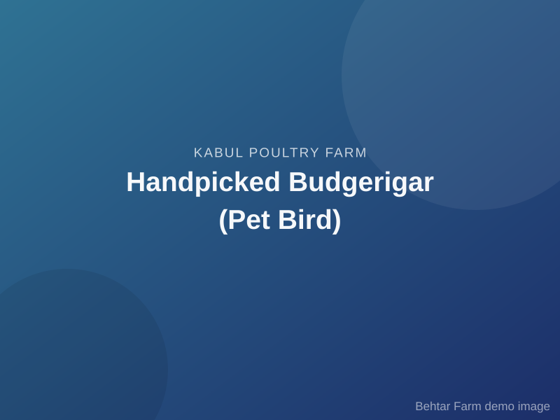 Handpicked Budgerigar (Pet Bird)