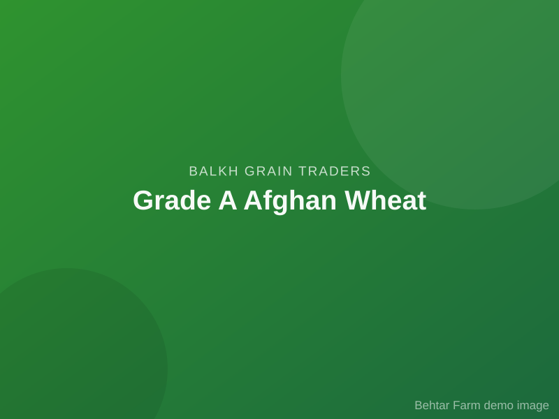Grade A Afghan Wheat