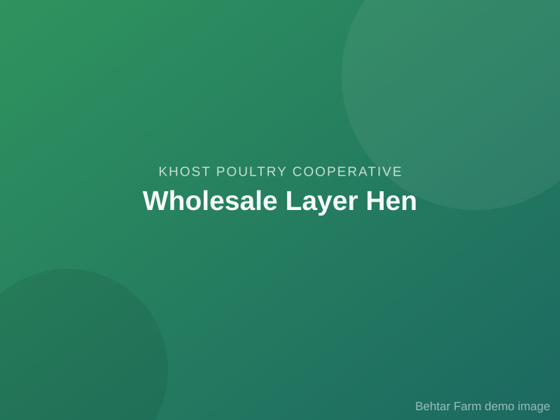 Wholesale Layer Hen
