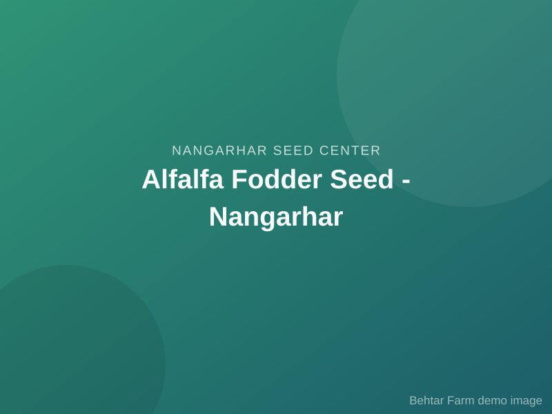 Alfalfa Fodder Seed - Nangarhar