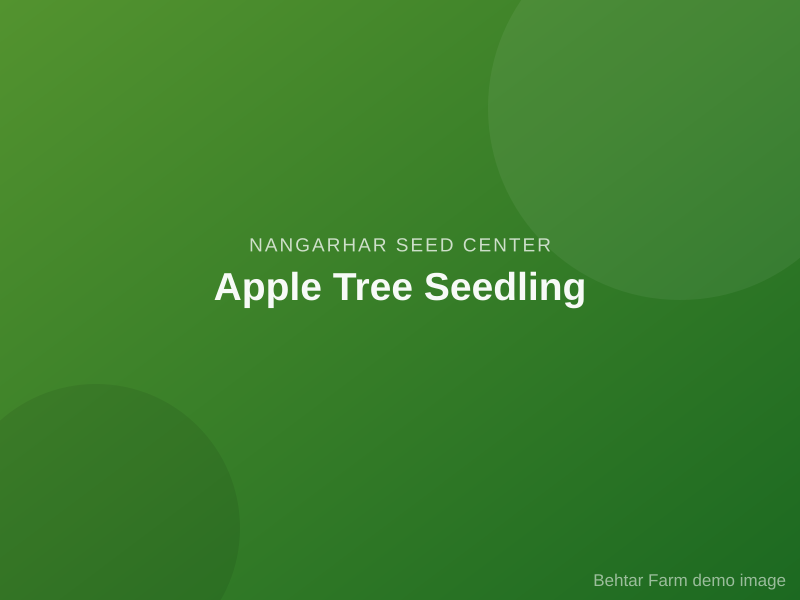 Apple Tree Seedling