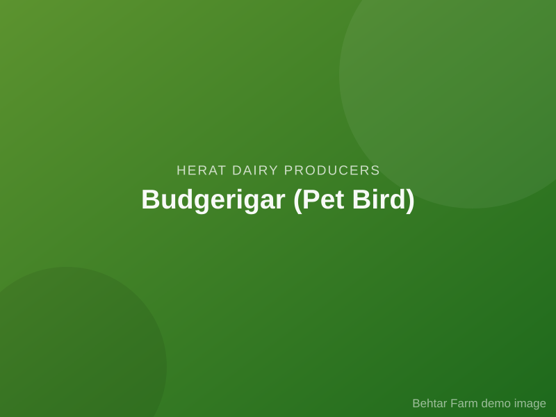 Budgerigar (Pet Bird)