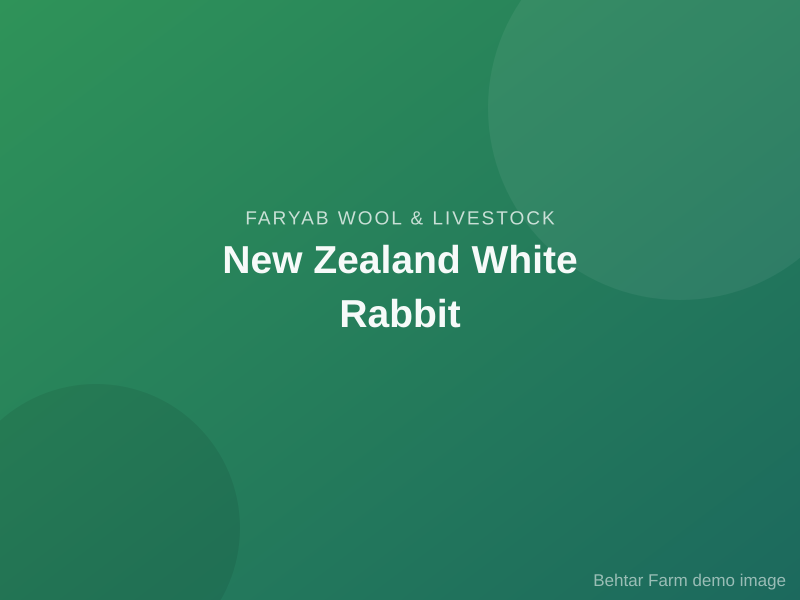 New Zealand White Rabbit